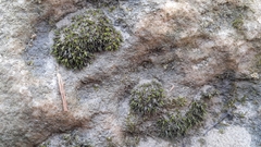 Schistidium rivulare