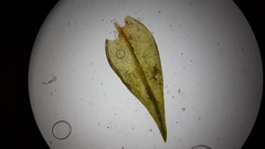 Schistidium rivulare