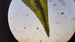 Schistidium rivulare