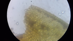 Schistidium rivulare