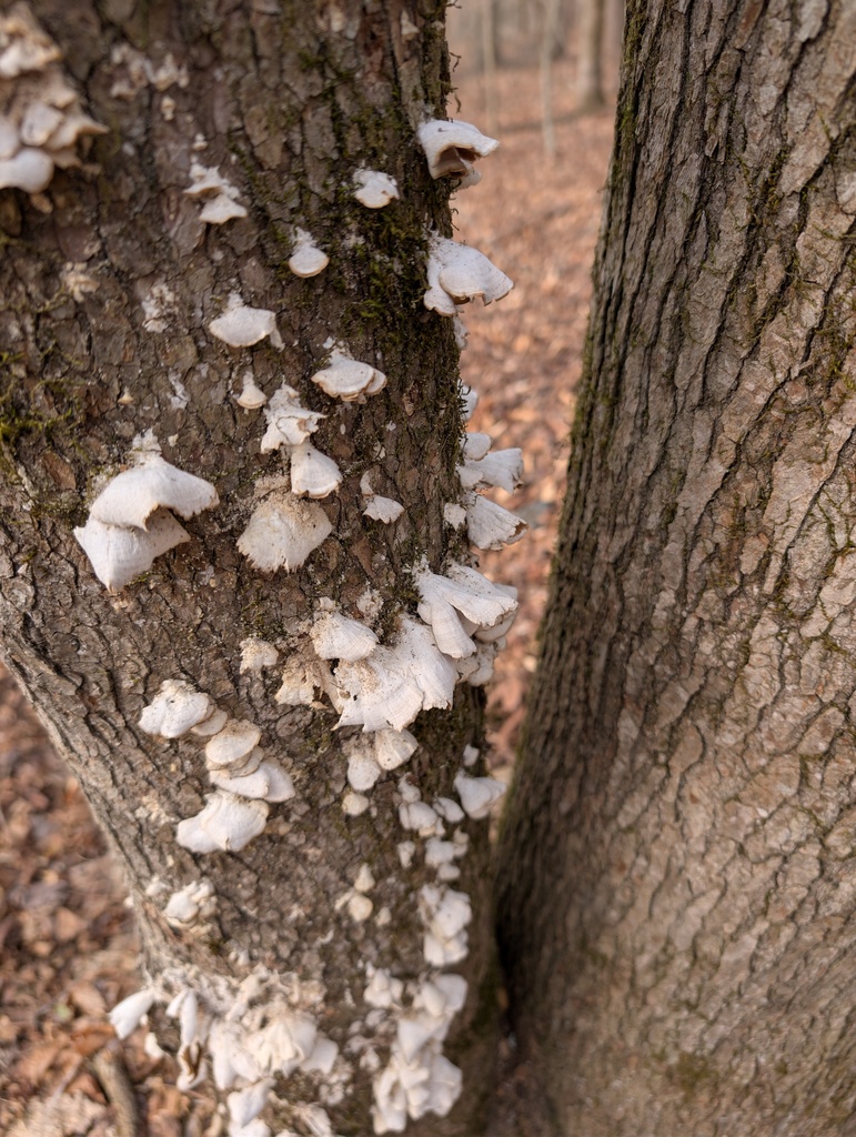 Trichaptum biforme · February 2026 · photo: © supertiger (iNaturalist, cc-by)