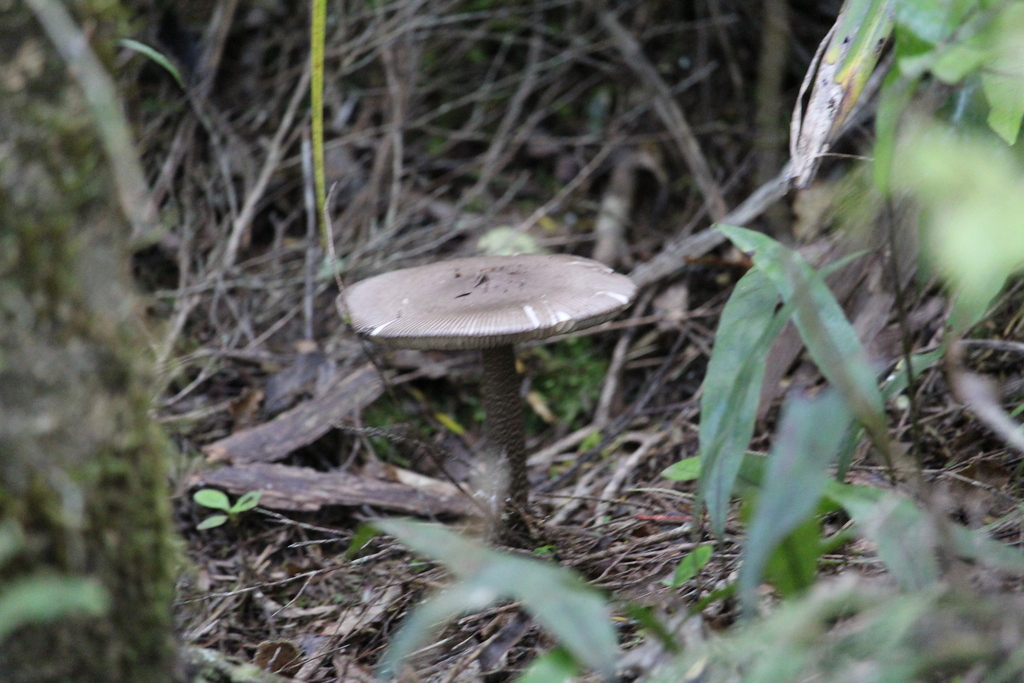 Amanita pekeoides · January 2026 · photo: © branwhee (iNaturalist, cc0)