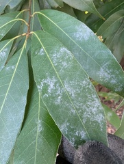 Erysiphe uncinuloides