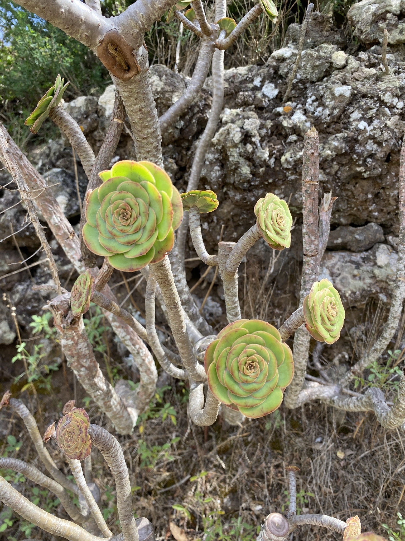 Sempervivum arboreum L. 3