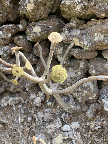 Aeonium arboreum