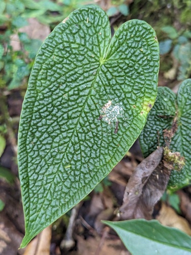 Anthurium corrugatum