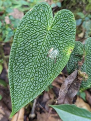 Anthurium corrugatum, photograph (c) Zihao Wang, some rights reserved (CC BY)