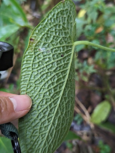 Anthurium corrugatum, photograph 2