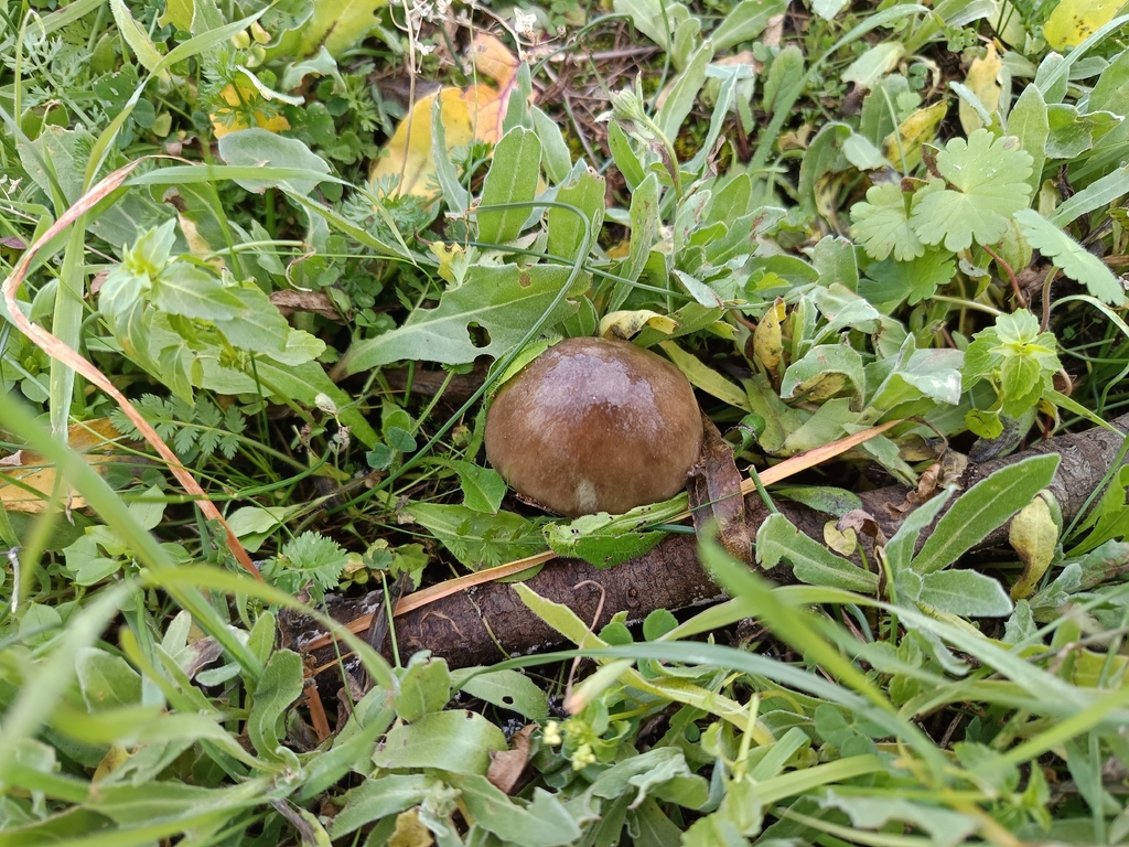 Volvopluteus gloiocephalus · December 2025 · photo: © geoexplorers (iNaturalist, cc-by-nc)