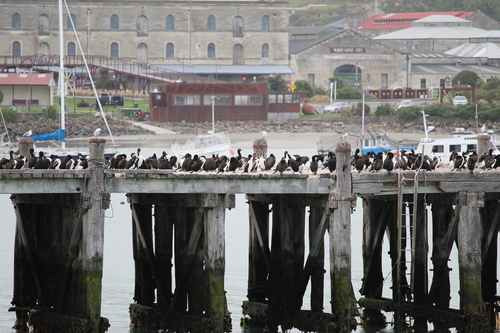 Stewart Island Shag (Leucocarbo chalconotus), photo 6
