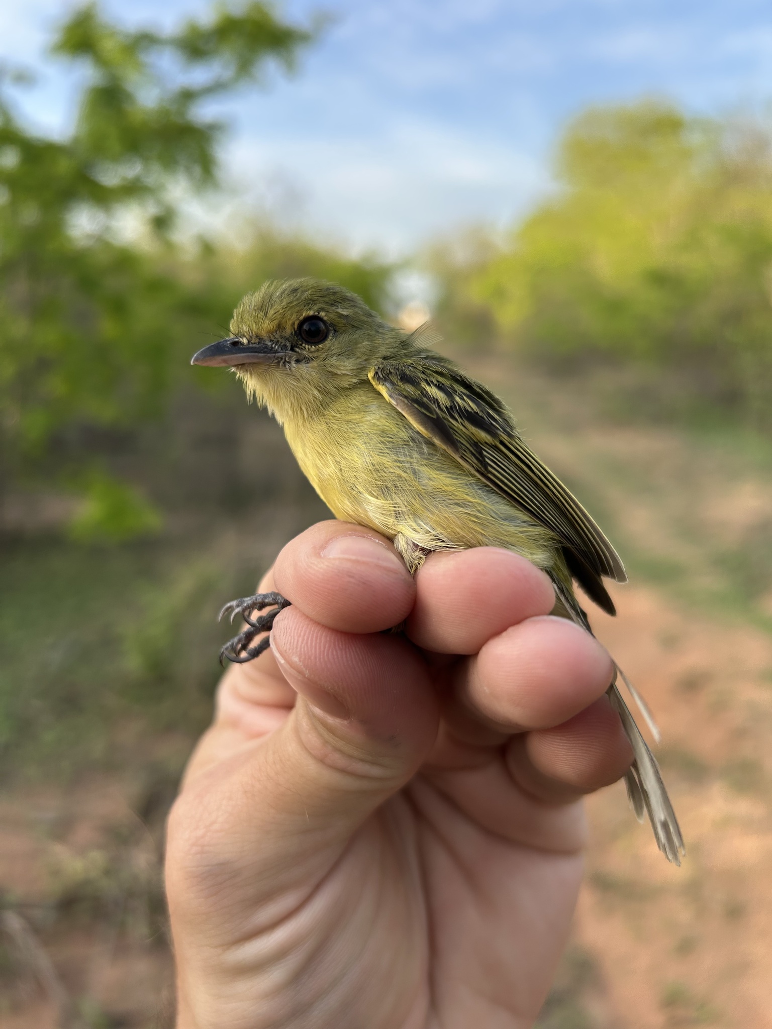 Ochre-lored Flatbill (Tolmomyias flaviventris), photo 2