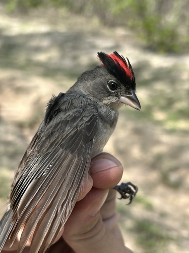 Grey Pileated Finch (Coryphospingus pileatus), photo 3