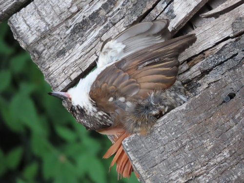 White-throated Treerunner (Pygarrhichas albogularis), photo 5