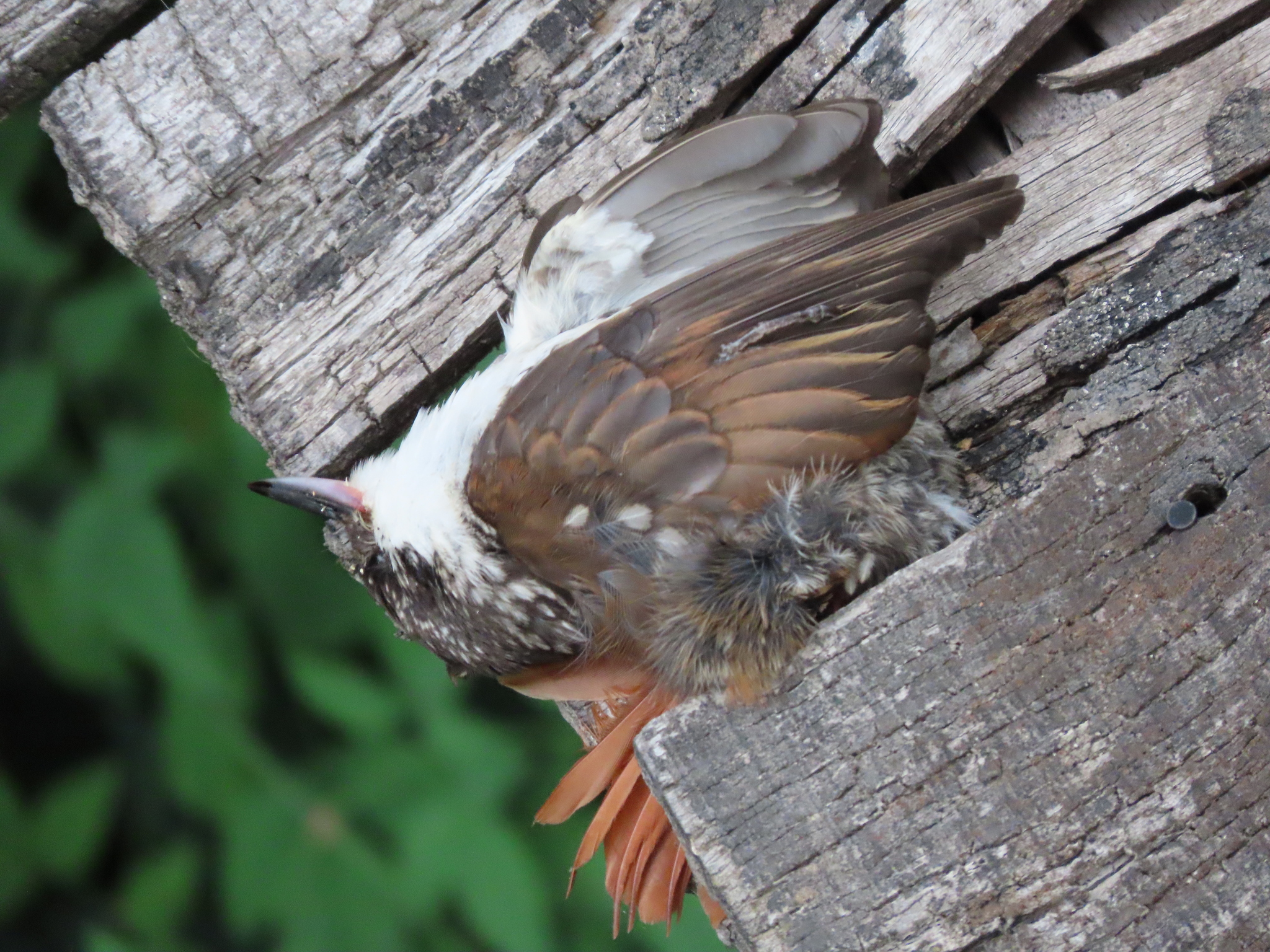 White-throated Treerunner (Pygarrhichas albogularis), photo 5