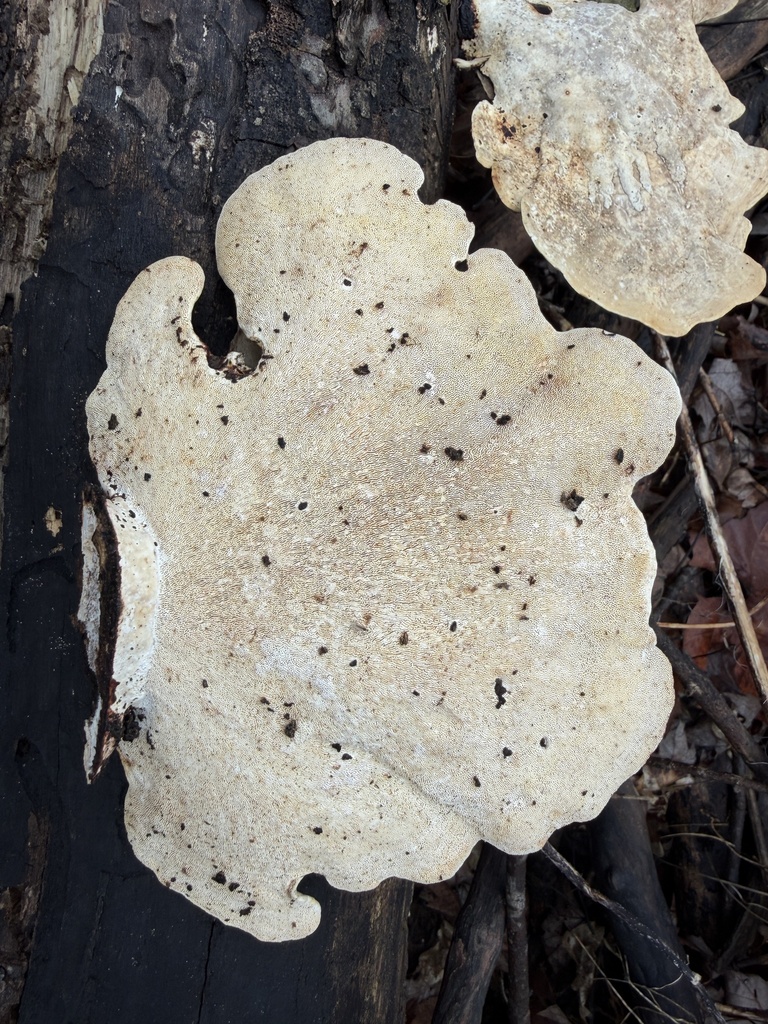 Trametes aesculi · February 2026 · photo: © conhawn (iNaturalist, cc-by)