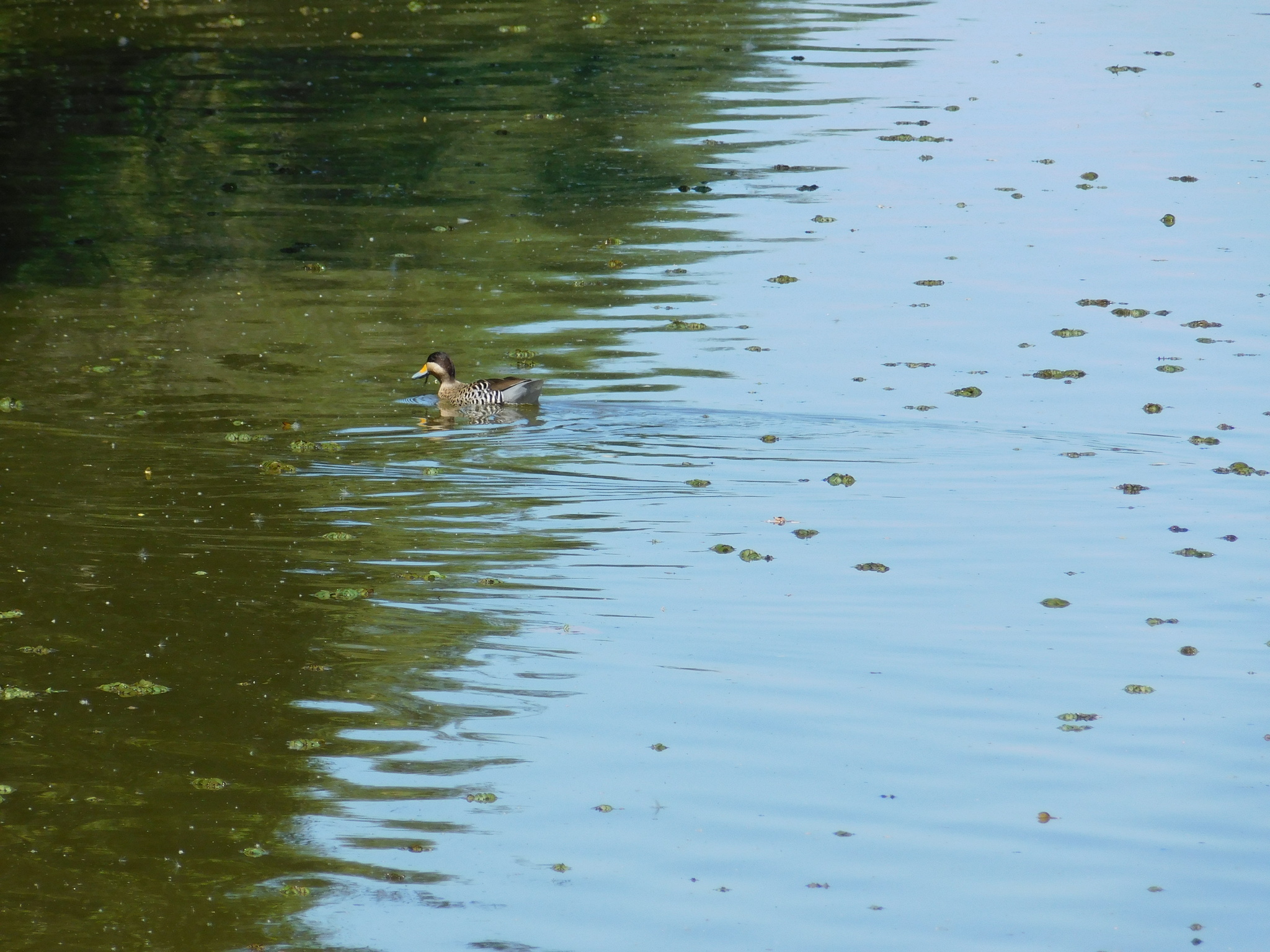 Silver Teal (Spatula versicolor), photo 7