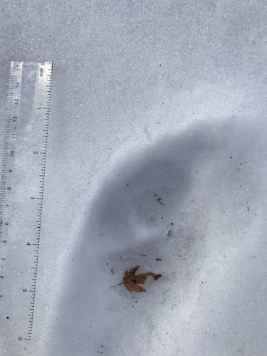 Coyote photographed in Minnesota