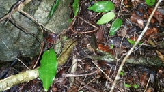 Eulophia petiolata image