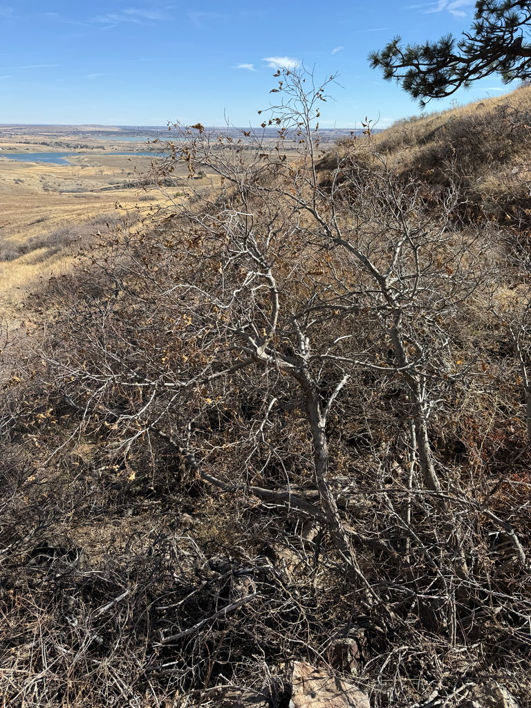 netleaf hackberry from N Sky Trail, Boulder, CO, US on February 15 ...