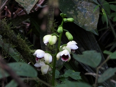 Warrea warreana, photograph (c) Carlos Otávio Gussoni, some rights reserved (CC BY)