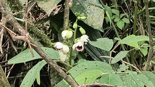 Warrea warreana, photograph 2