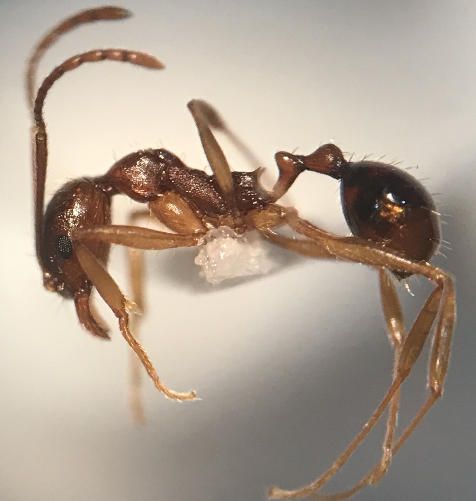Carolina Collared Ant
