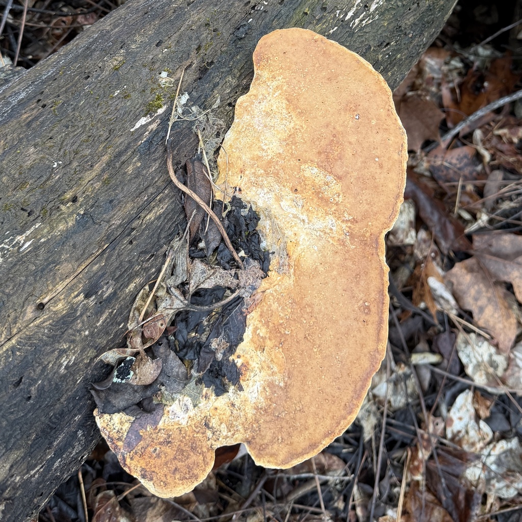 Trametes aesculi · February 2026 · photo: © conhawn (iNaturalist, cc-by)