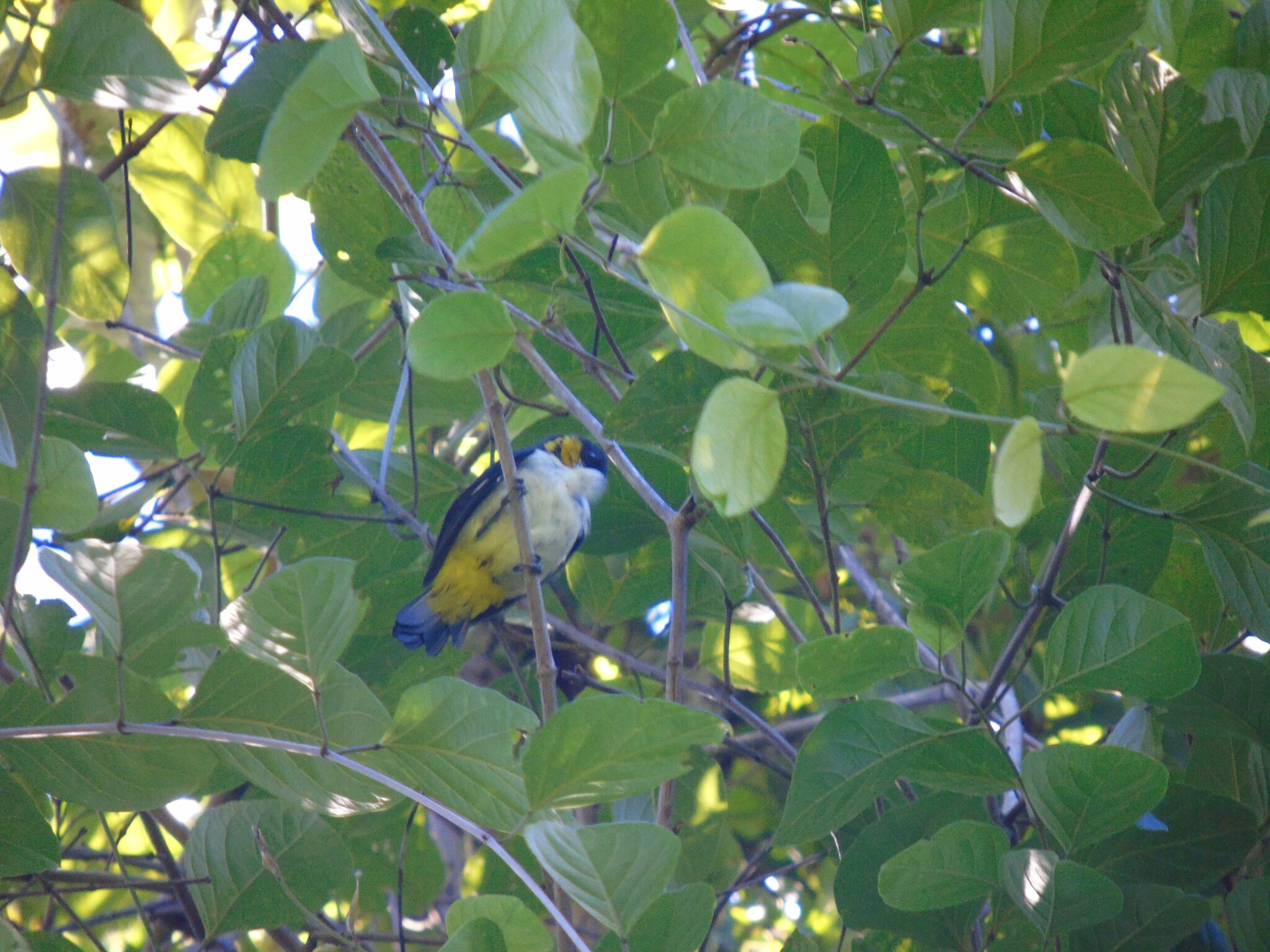 Yellow-backed Tanager (Hemithraupis flavicollis), photo 4