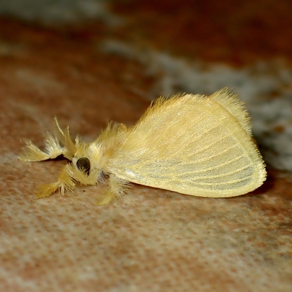 Acragopsis flavetta