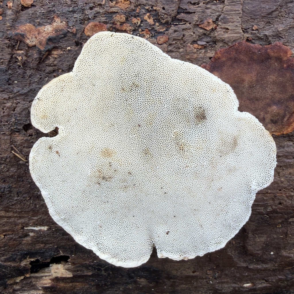 Trametes lactinea · February 2026 · photo: © conhawn (iNaturalist, cc-by)