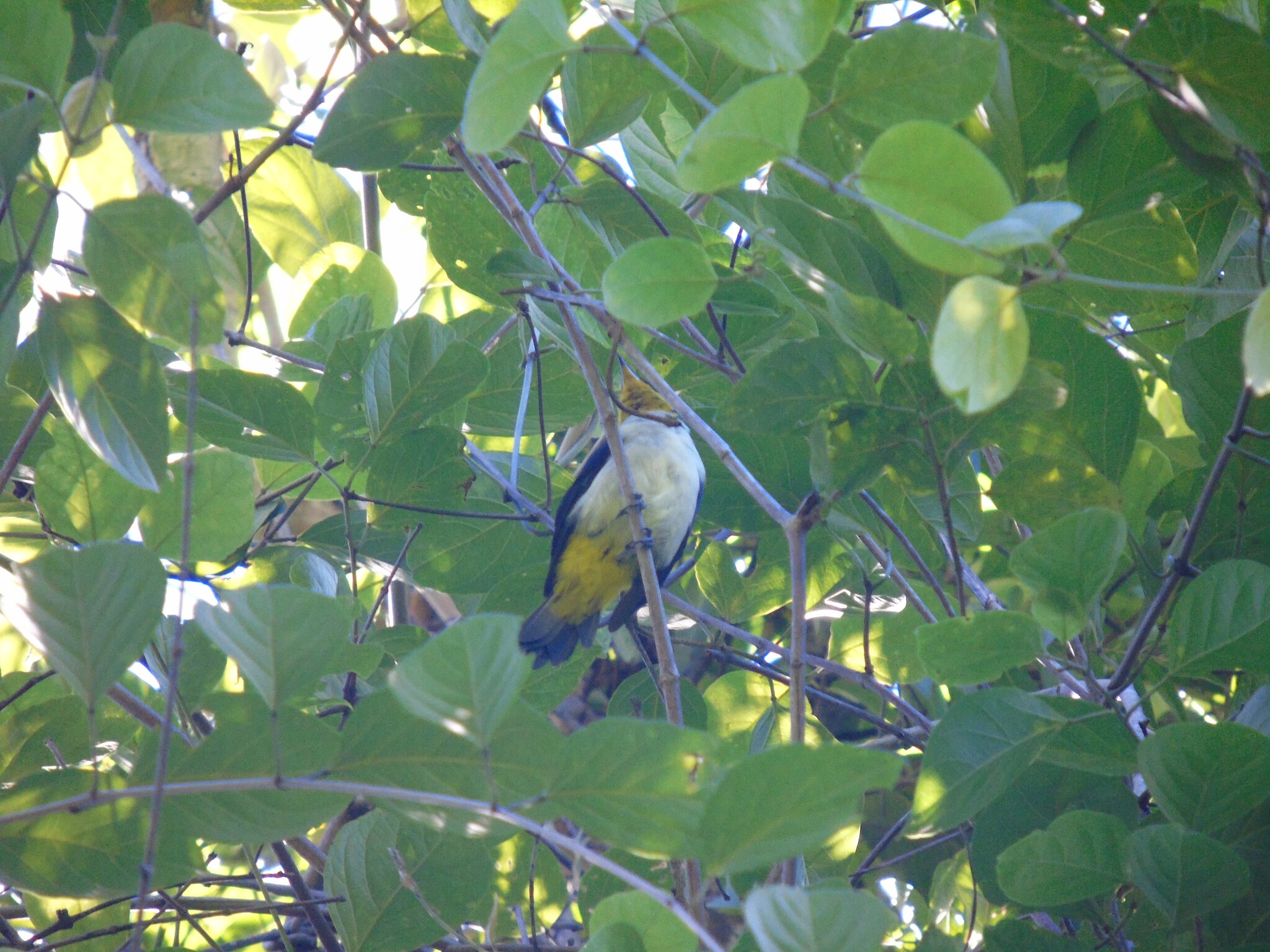 Yellow-backed Tanager (Hemithraupis flavicollis), photo 3