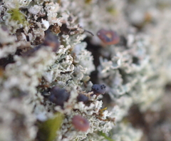 Lichenoconium pyxidatae