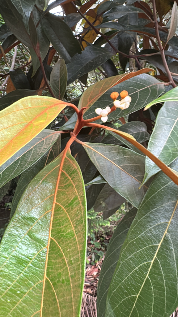 Nectandra bartlettiana
