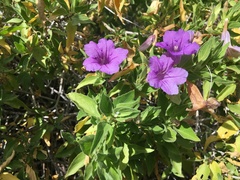 Ruellia californica californica