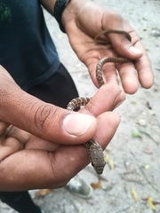 Mastigodryas boddaerti