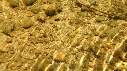 Banded corydoras (Scleromystax barbatus) — Callichthyidae