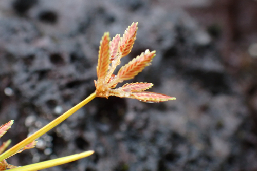 Cyperus haspan observed 2026-02-14