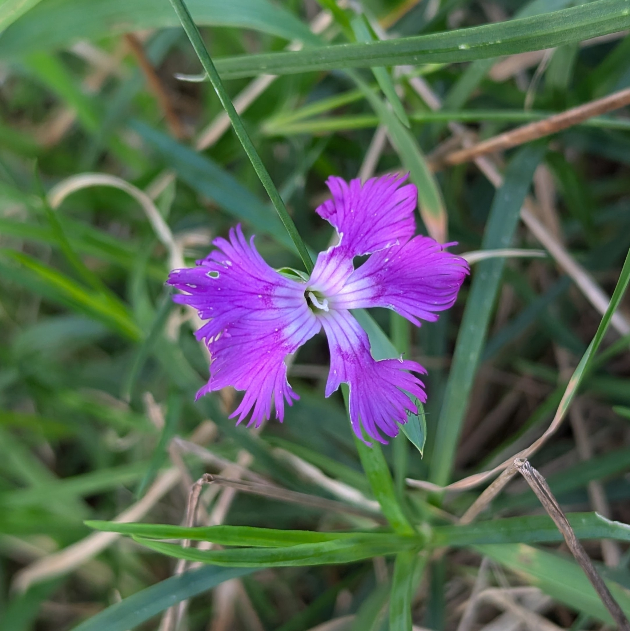 Montpellier carnation