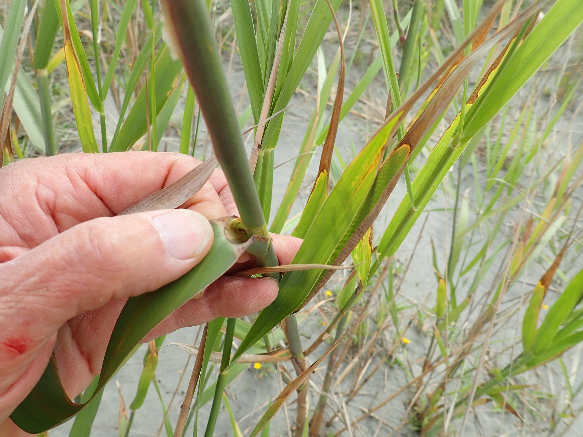 Tall Reed (Phragmites karka)