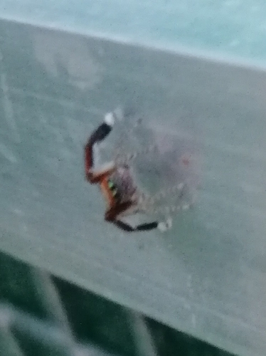 Photo of Beardfooted spider (Saitis barbipes)