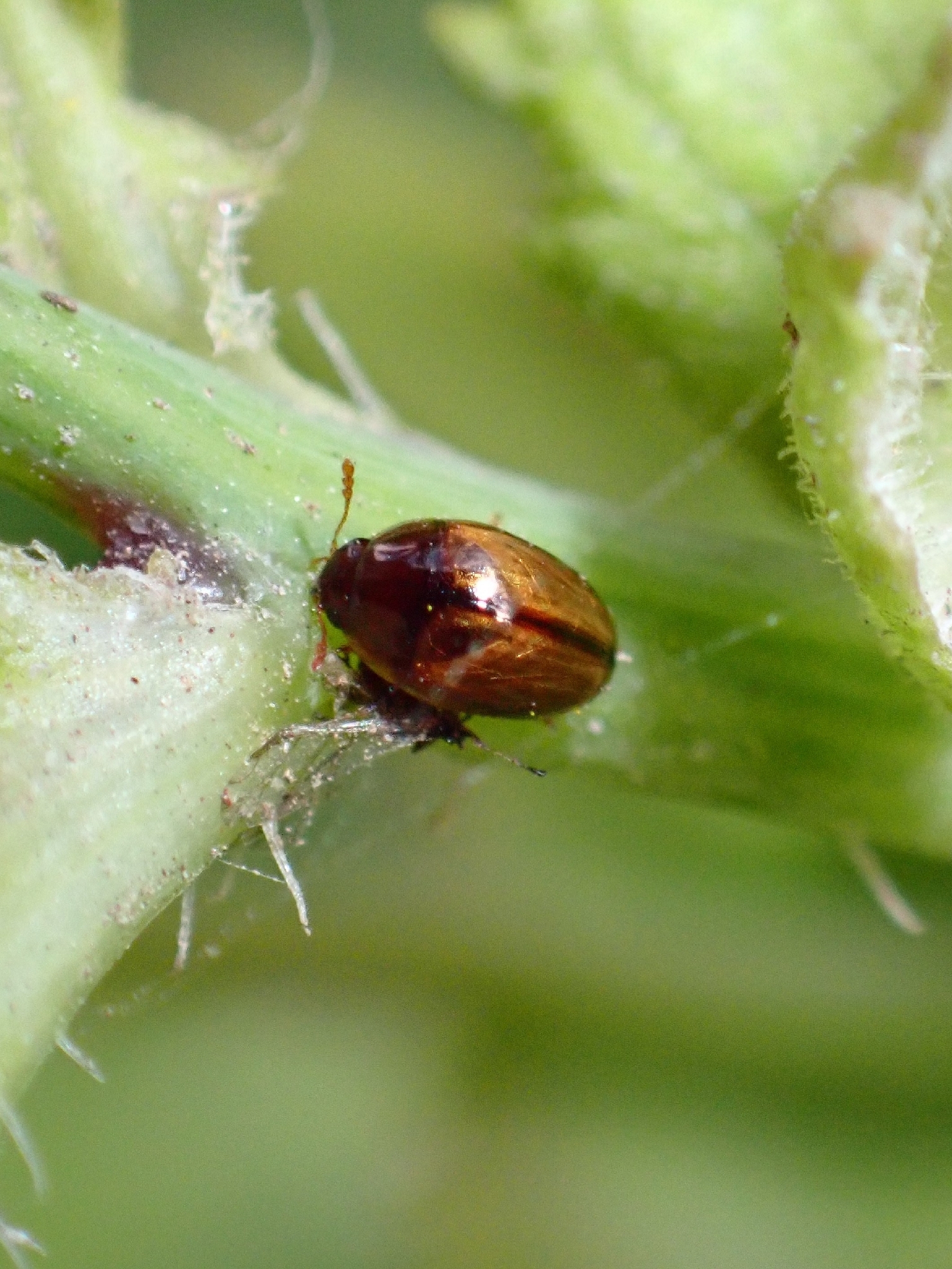 Olibrus corticalis
