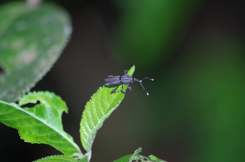 Capsonotus