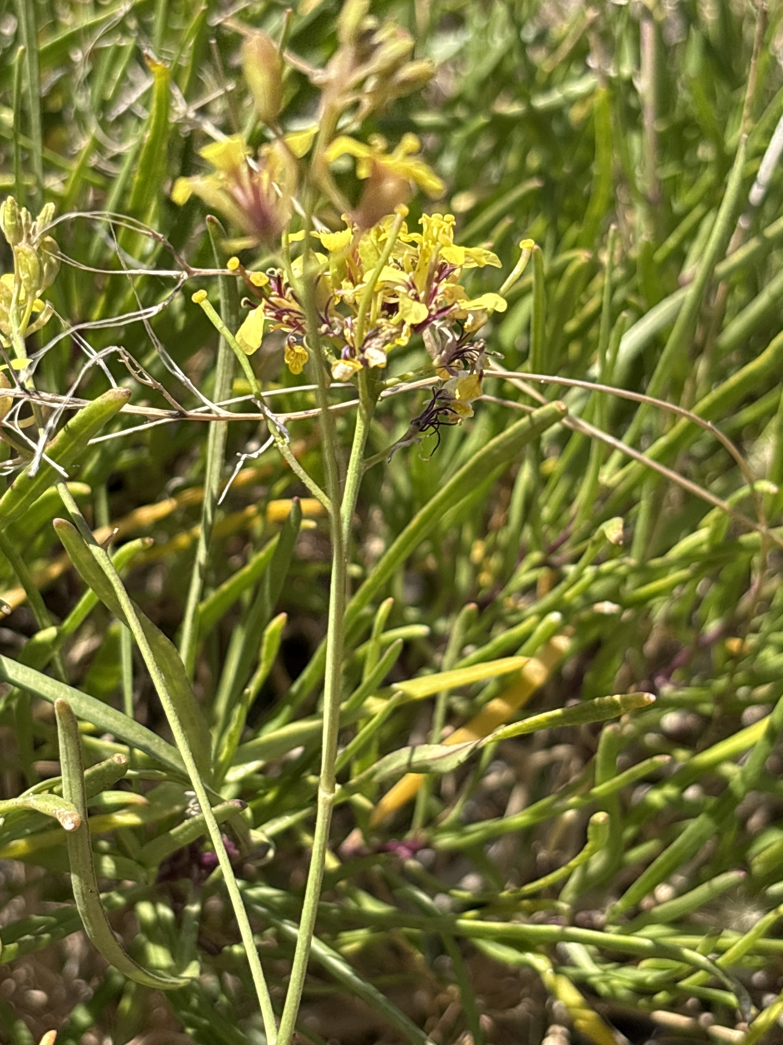 Sinapidendron angustifolium