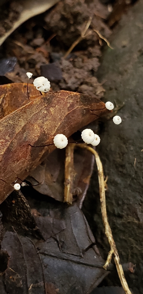 Marasmius capillaris · February 2020 · photo: © georgemushkal (iNaturalist, cc-by)