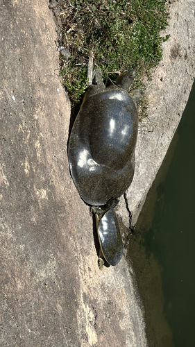 Spiny Softshell Turtle