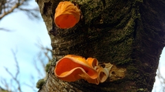 Aleurodiscus vitellinus