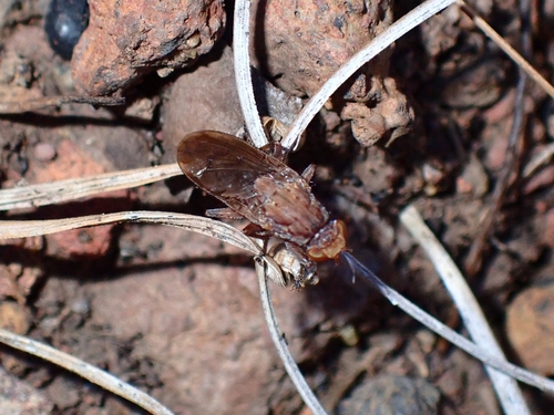 Suillia setitarsis