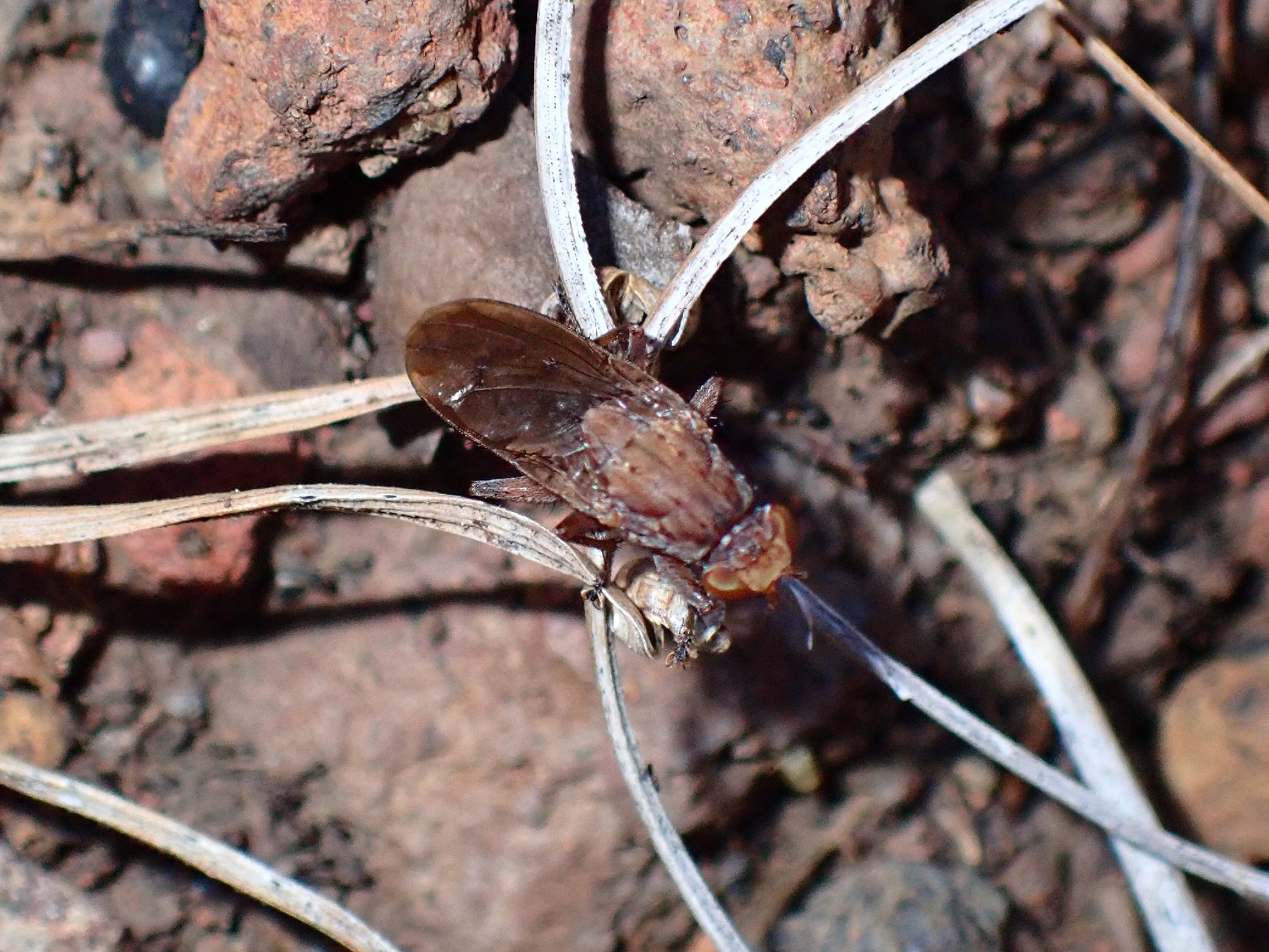 Suillia setitarsis