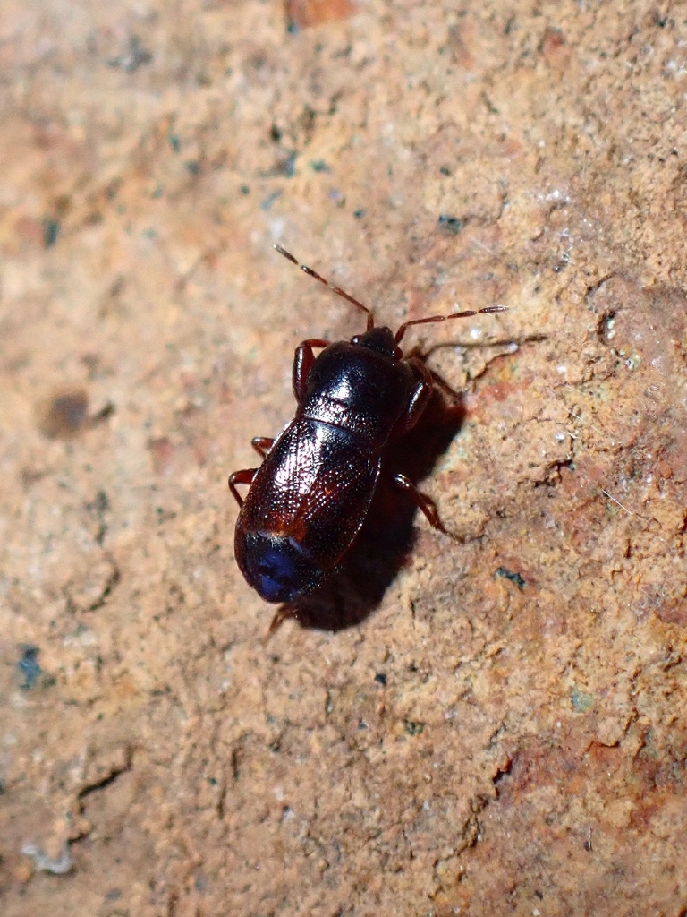Plinthisus canariensis