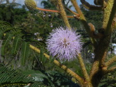 Mimosa claussenii